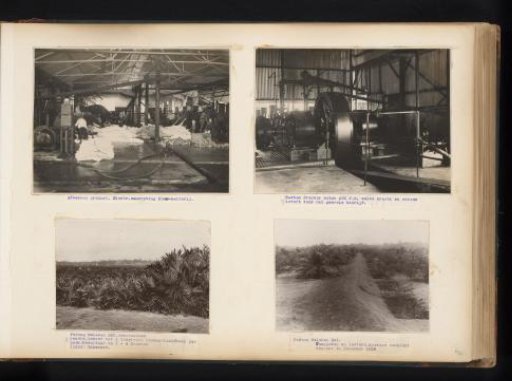 Rubber production and oil palms