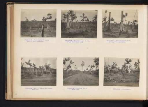 Fields and first planting