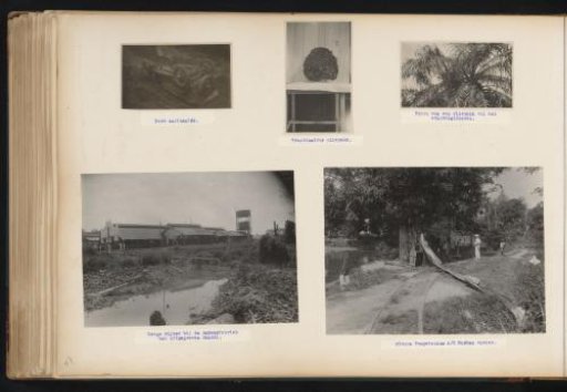 Oil palms and plantation Brussels
