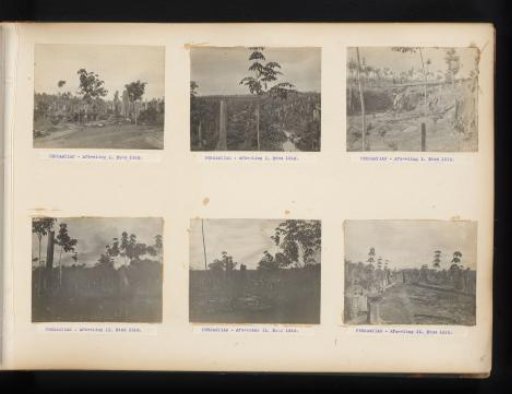Fields and young planting