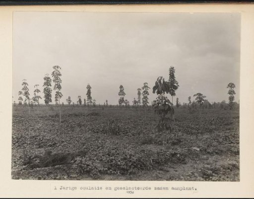 One-Year-Old Grafting and Selected Seed Planting