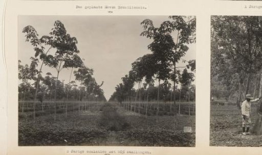 Young and old rubber trees