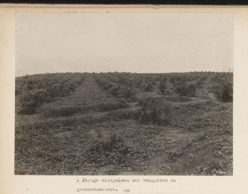 One-Year-Old Oil Palms with Catch Channels and Green Manure