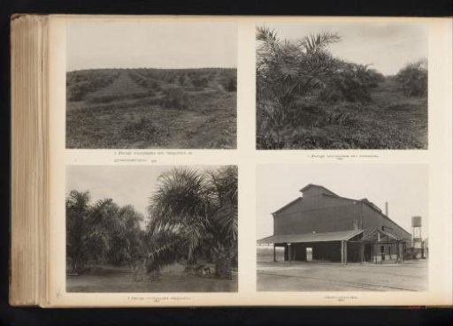 Young and old oil palms