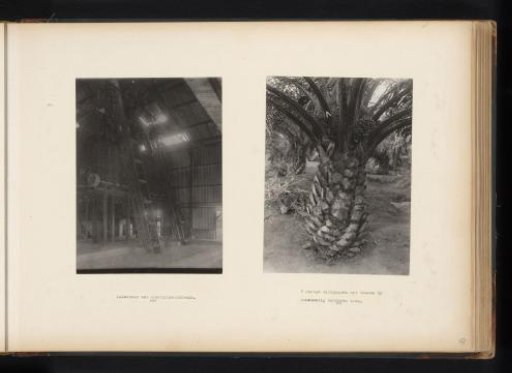 Factory hall and oil palm