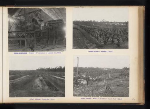 Palm Oil Cultivation at Padang Halaban, 1931