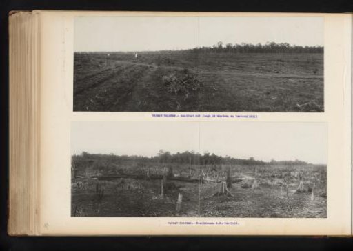 Palm Oil Cultivation at Padang Halaban, 1931