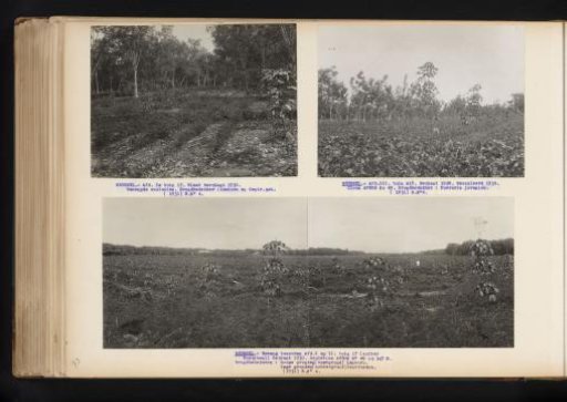 Coffee Cultivation at Brussel, 1931