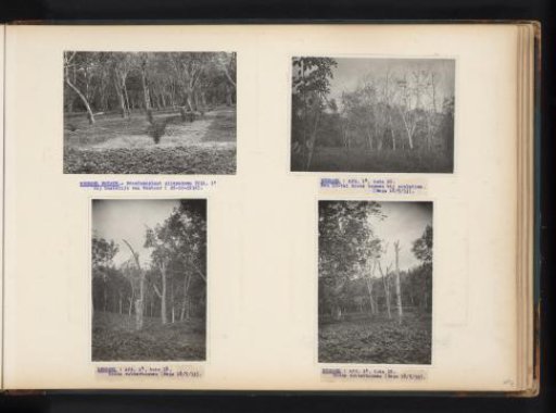 Rubber trees in Brussels, 1932-1933