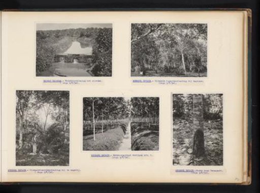 Rubber trees and oil palms at Brussel, 1934