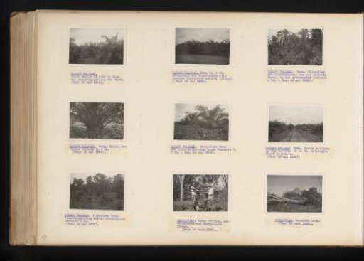 Oil palms at Padang Halaban, 1935-1936