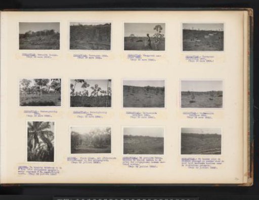 Rubber trees at Pernantian, 1935-1936
