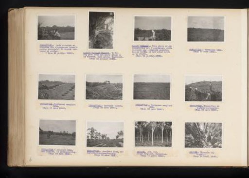 Rubber trees at Pernantian, 1935-1936