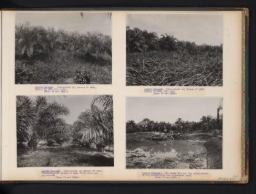 Oil palms at Padang Halaban, 1936