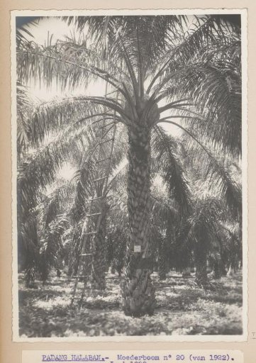 Padang Halaban - Mother Tree No. 20 (from 1922). June 1938