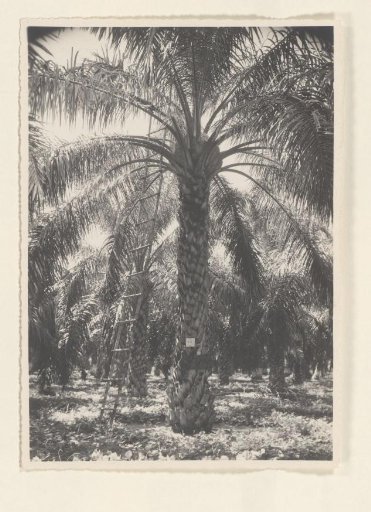 Mother tree no 20. Padang Halaban Dept. I Planting year 1922. Augs. 38