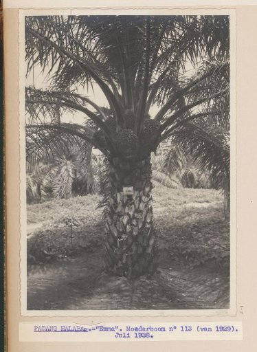 Padang Halaban - "Emma". Mother Tree no 113 (from 1929). June 1938