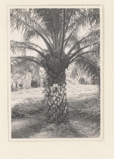 Mother tree 113. Emma. Planting 1929. Augs. 38