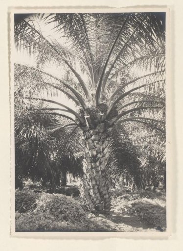 Oil palm Aek Korsik June '38