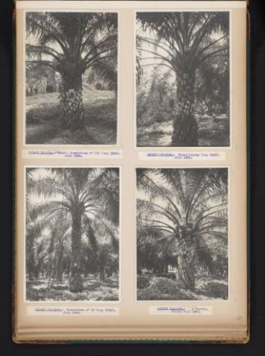Oil palms in Padang Halaban, 1938