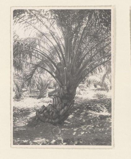Oil palm in peat. Dept. I Padang Halaban. Augs '38