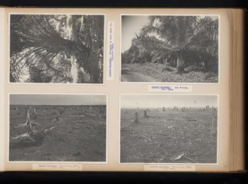 Oil palms and clearing in Padang Halaban, 1938