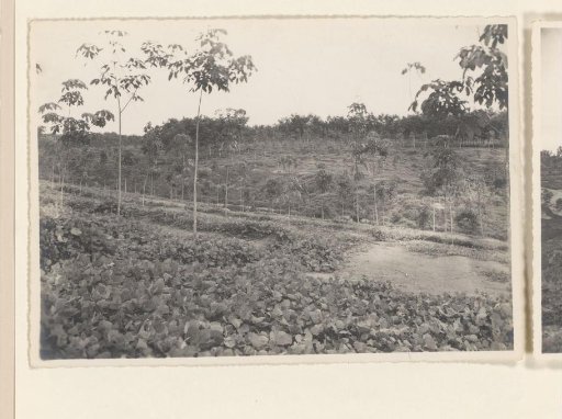 Reclamation on Pernantian, 1938