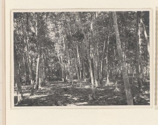 Population gardens Marbau July '38