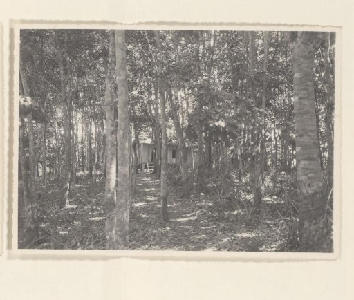 Local rubber garden Marbau, 1938