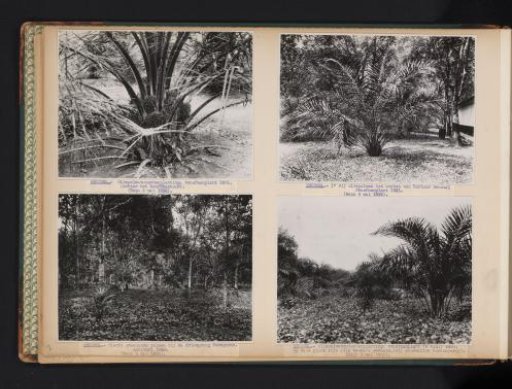 Oil palms at Brussel, 1936