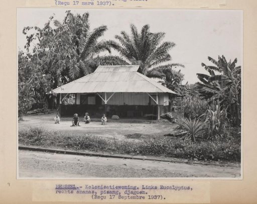 Brussels - Colonial Dwelling. Left Eucalyptus, right pineapple, banana, djagoen
