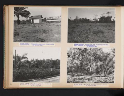 Oil palms at Brussels, 1937
