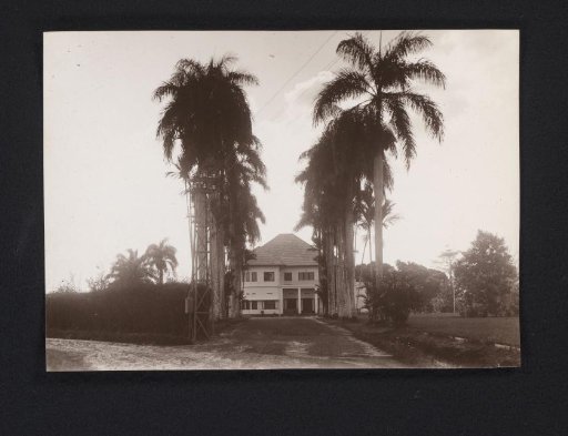 Avenue of royal palms with new HA house in the background