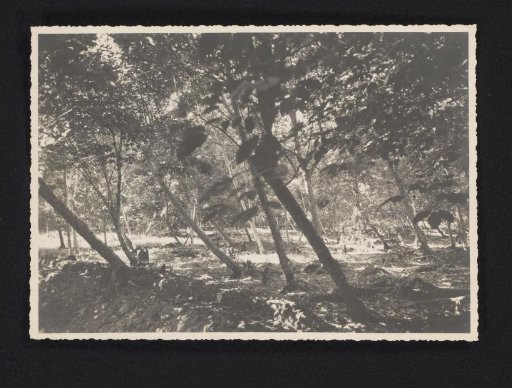 Rubber trees in peatland. Brussels Dept. III July '38