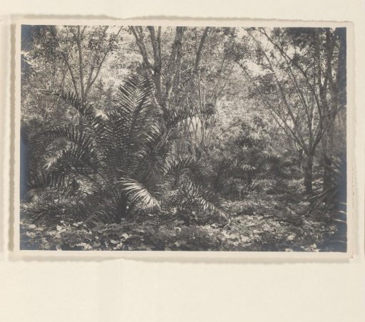 Oil palms among rubber plantations