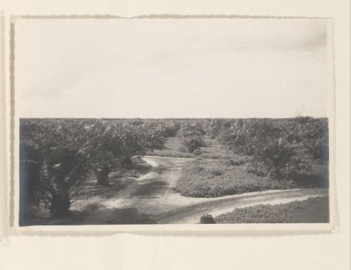 Planting of oil palms in Brussels, 1938