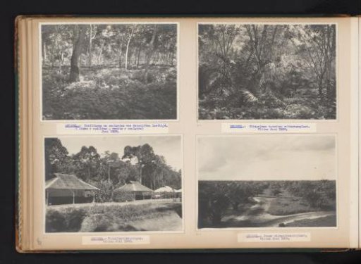 Houses, rubber trees and oil palms in Brussels, 1938