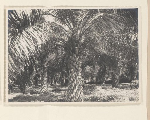 Oil palms at Padang Halaban, 1938