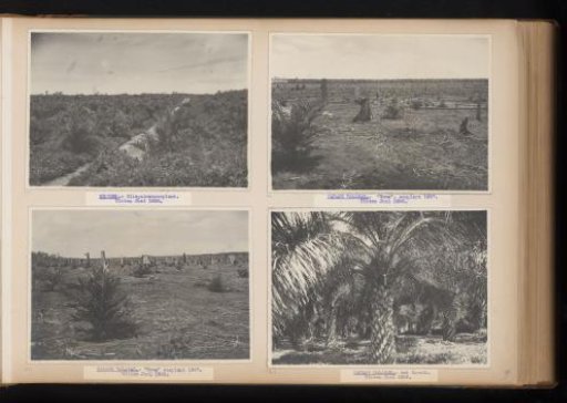 Oil palms in Brussels, 1938