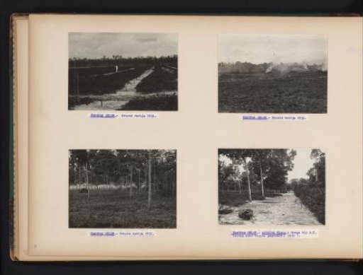 Rubber Trees on Kanopan Oeloe, 1931