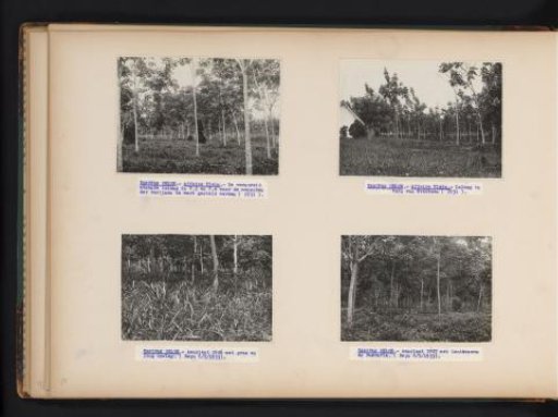 Rubber Trees on Kanopan Oeloe, 1931-1933