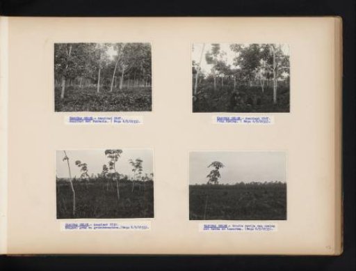 Rubber Trees on Kanopan Oeloe, 1933