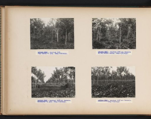 Rubber Trees with Ground Cover on Leidong West, 1933