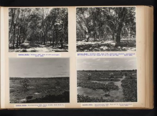 Rubber trees at Kanopan Oeloe and Leidong West, 1939