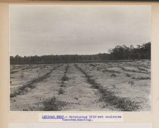 Leidong West - Reclamation 1930 with oculation interplanting