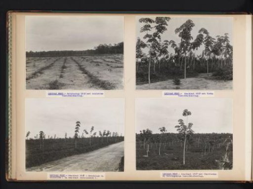 Reclamation and Plantations on Leidong West
