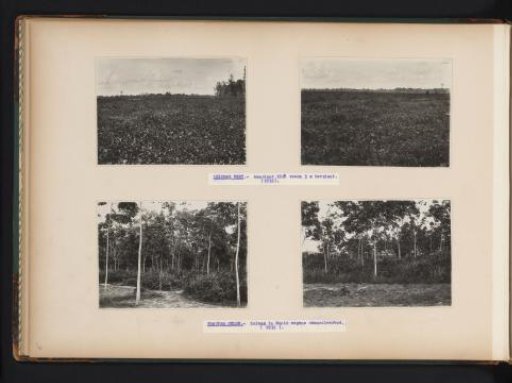 Fields and Rubber Trees on Leidong West and Kanopan Oeloe, 1931