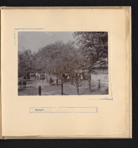 Cattle market in Grobogan