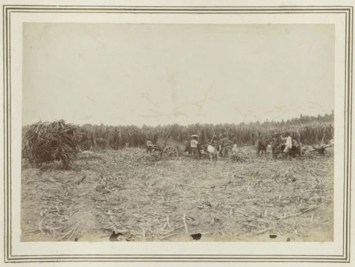 Harvesting of Sugarcane