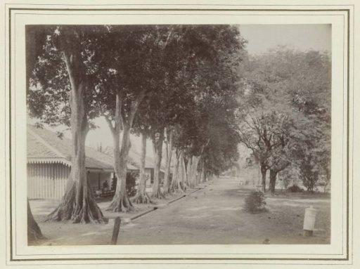 Avenue with trees